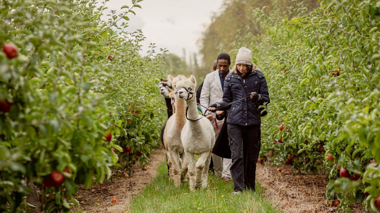 Alpaca Trekking through Orchards in Essex, All Things Alpaca